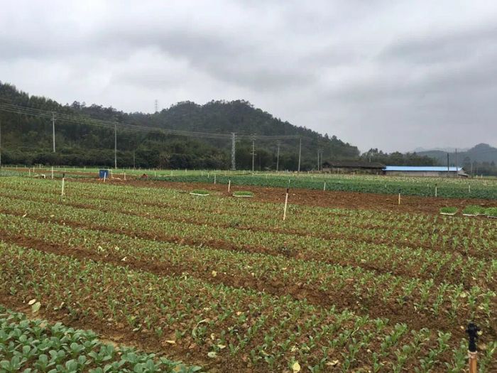 種植基地