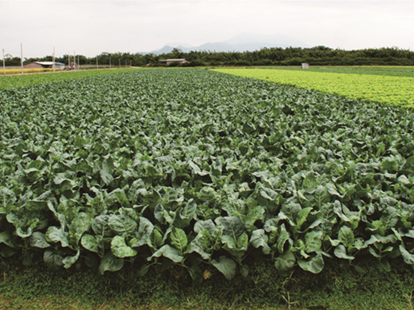 種植基地